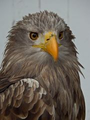 Seeadler