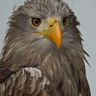 Seeadler