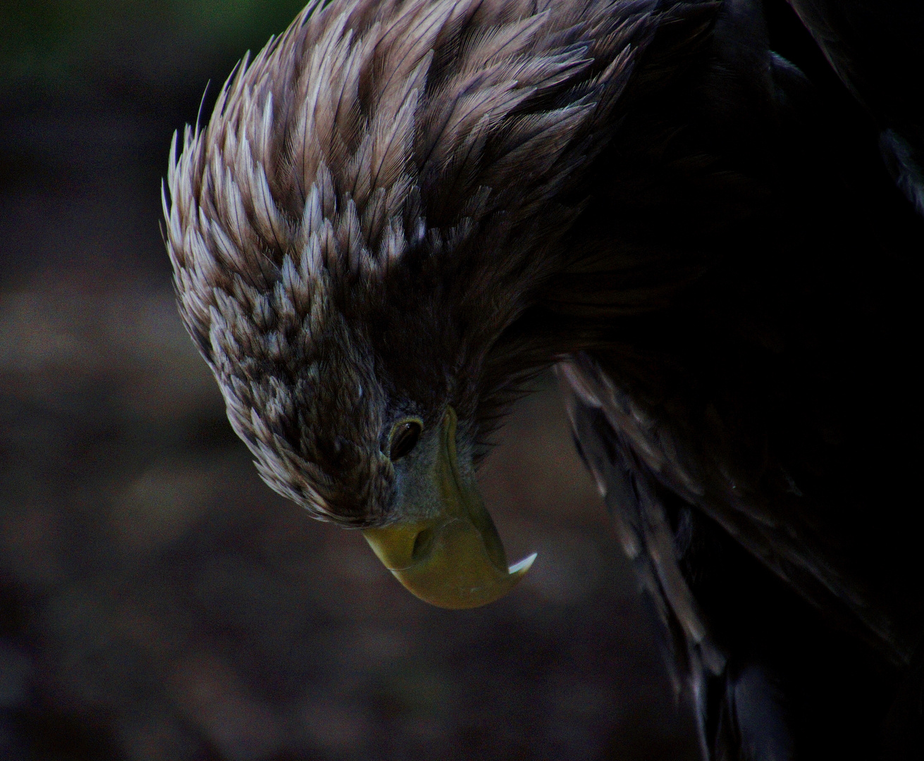 Seeadler