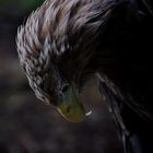 Seeadler