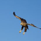 Seeadler - die Beute schon genau im Blick