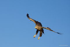 Seeadler - die Beute schon genau im Blick