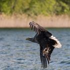 Seeadler, die entscheidene Moment