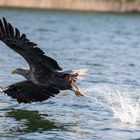 Seeadler, die entscheidene Moment