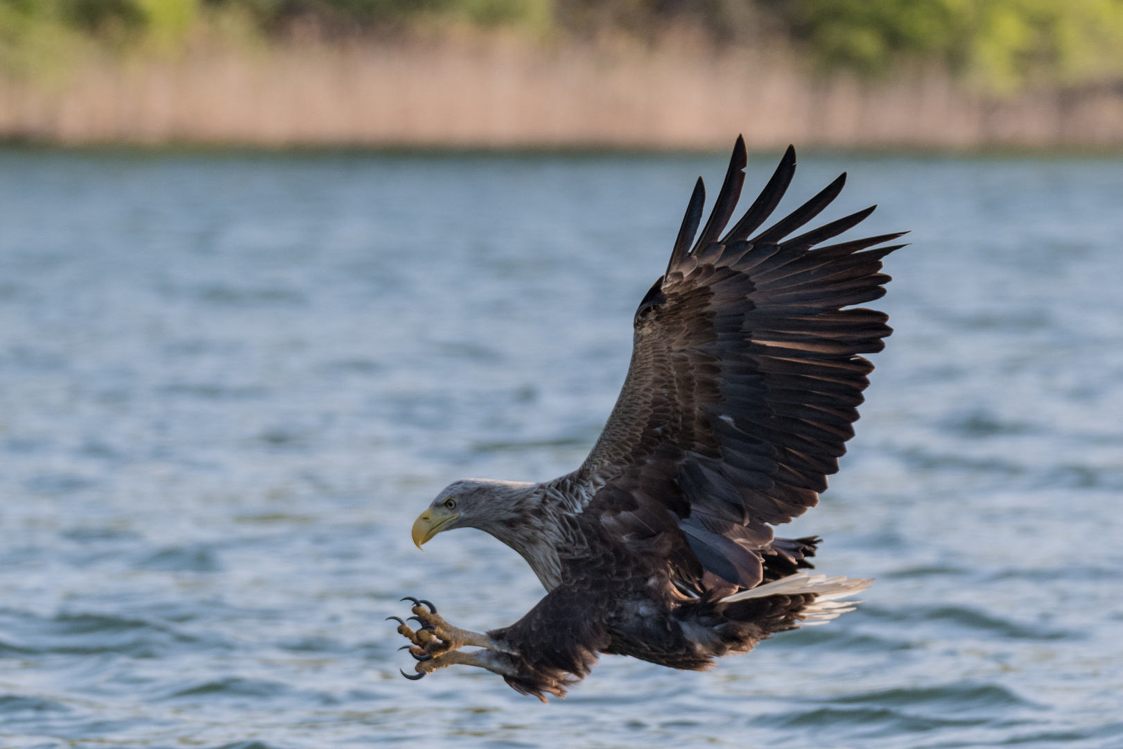 Seeadler, die entscheidene Moment