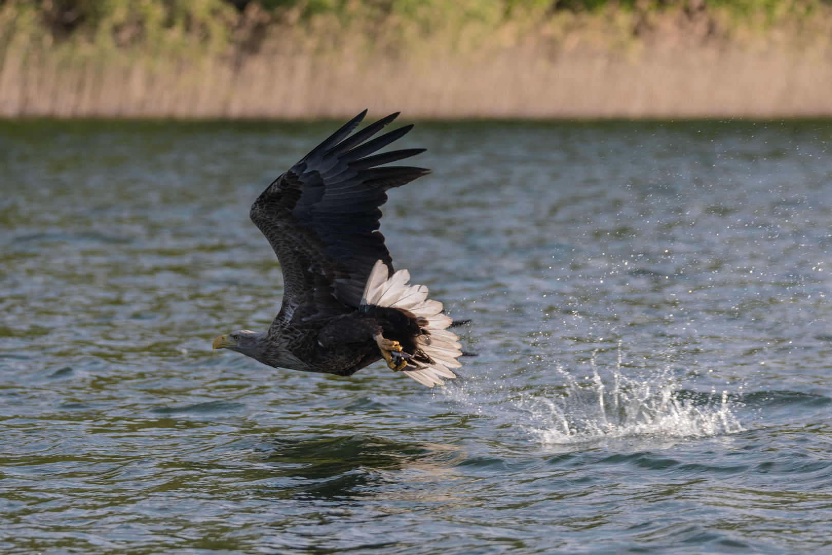 Seeadler, die entscheidene Moment