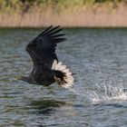 Seeadler, die entscheidene Moment