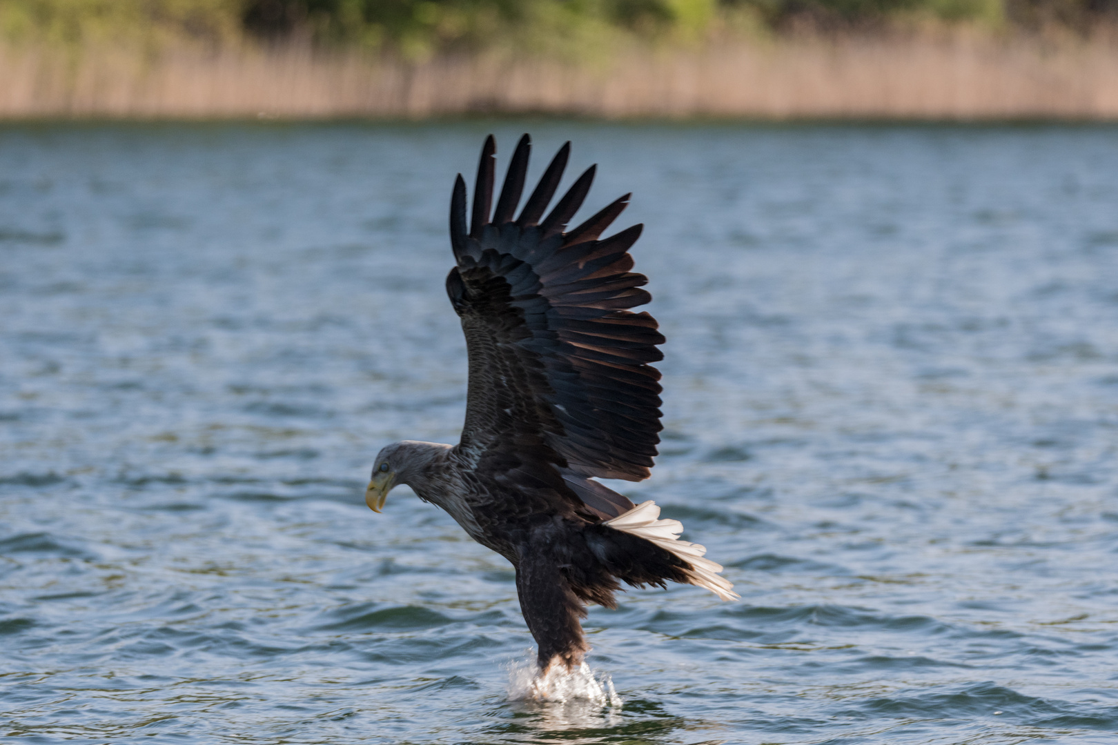 Seeadler, die entscheidene Moment