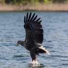 Seeadler, die entscheidene Moment