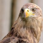 Seeadler die Zweite