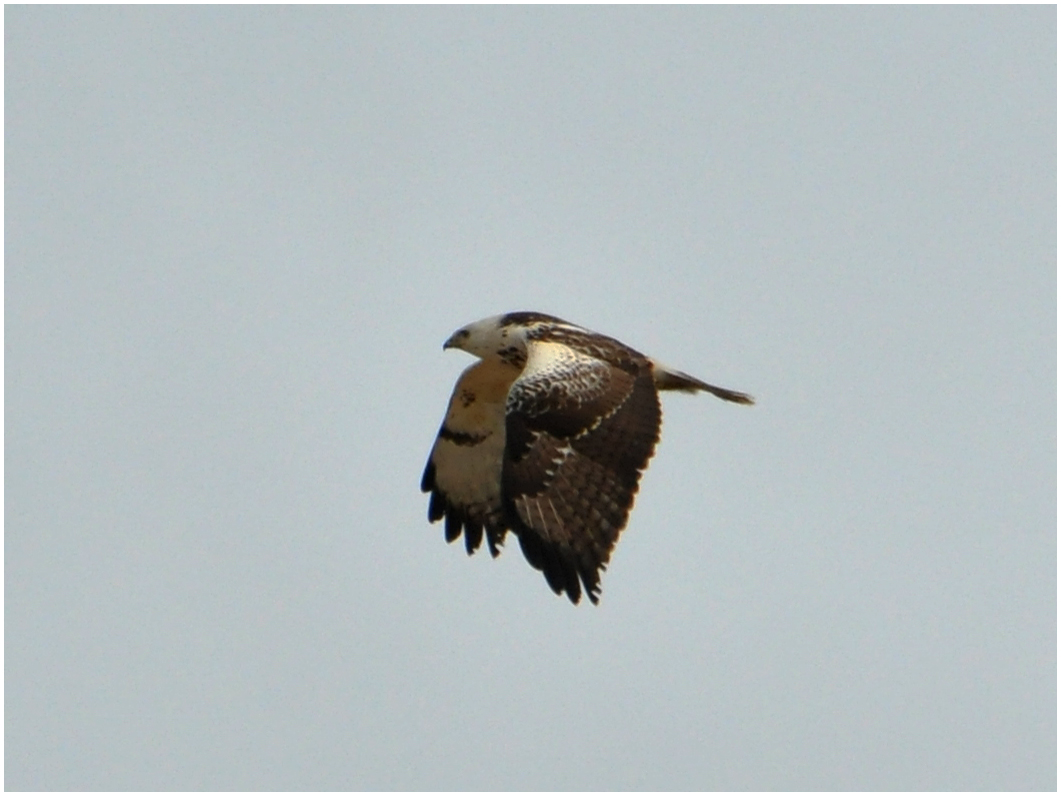 Seeadler (?) - Doch nur ein Mäusebussard - Nur Doku