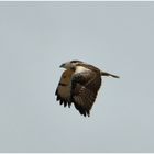 Seeadler (?) - Doch nur ein Mäusebussard - Nur Doku