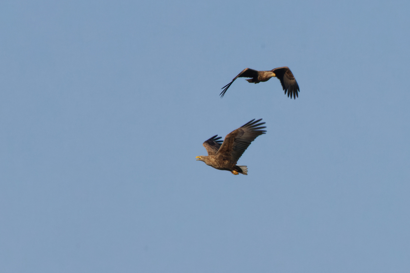 Seeadler  Doku