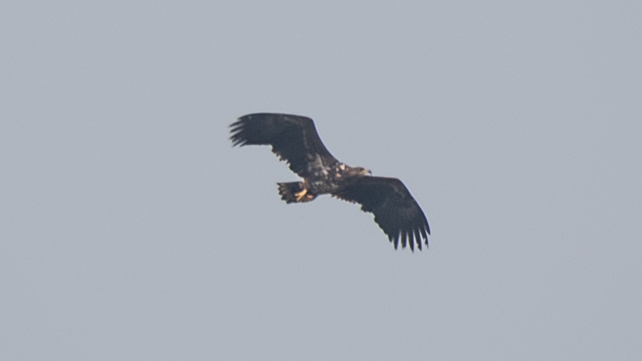 Seeadler Doku 1