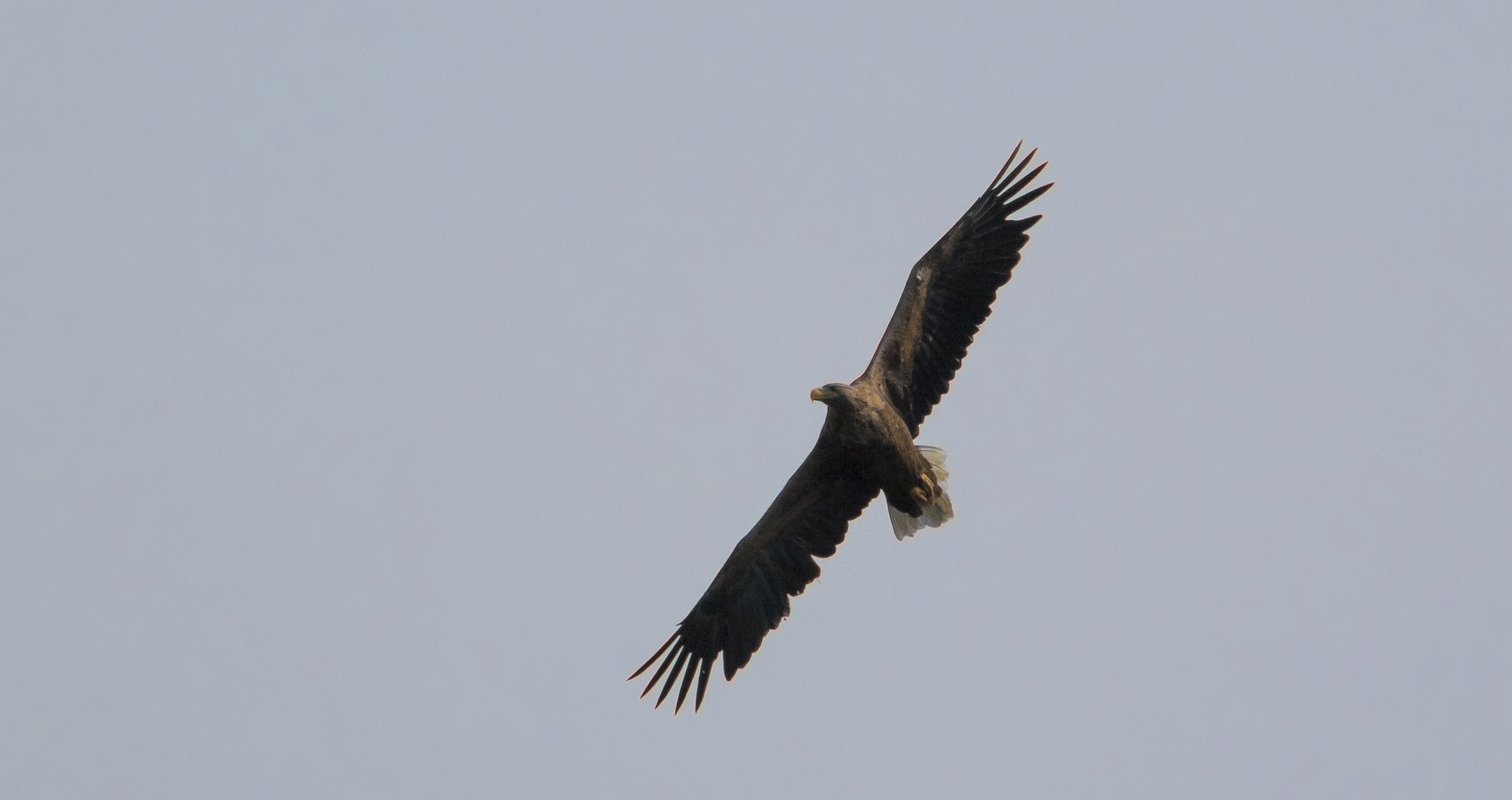 Seeadler (Doku) ...