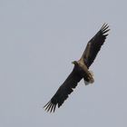 Seeadler (Doku) ...