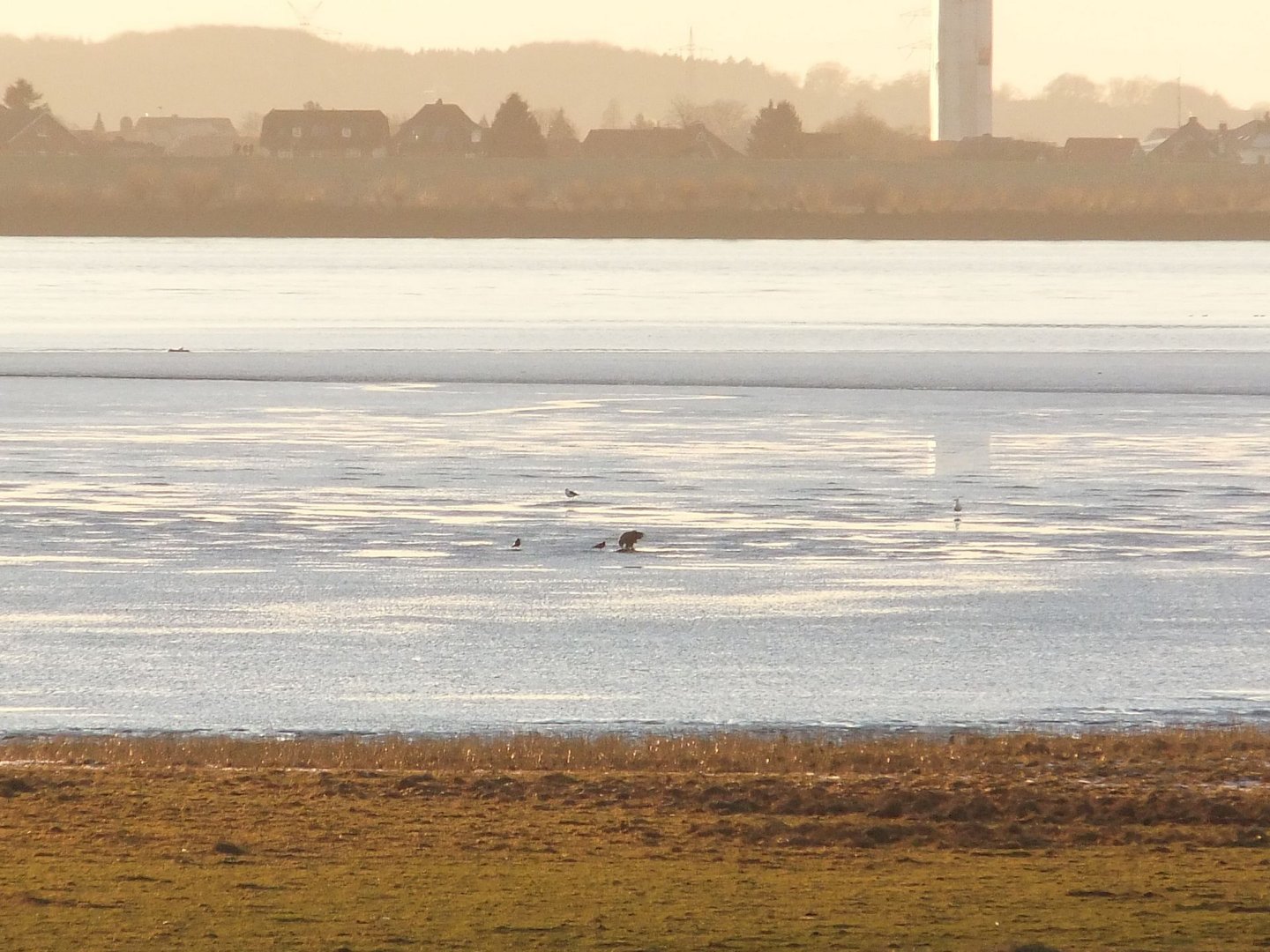 Seeadler-Doku-Elbe-NSG Wedel-Hamburg