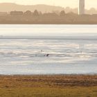 Seeadler-Doku-Elbe-NSG Wedel-Hamburg