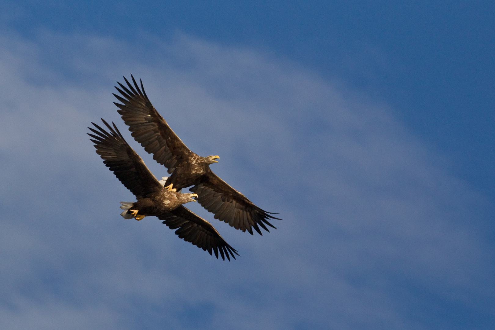 Seeadler: Doppeldecker