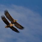 Seeadler: Doppeldecker