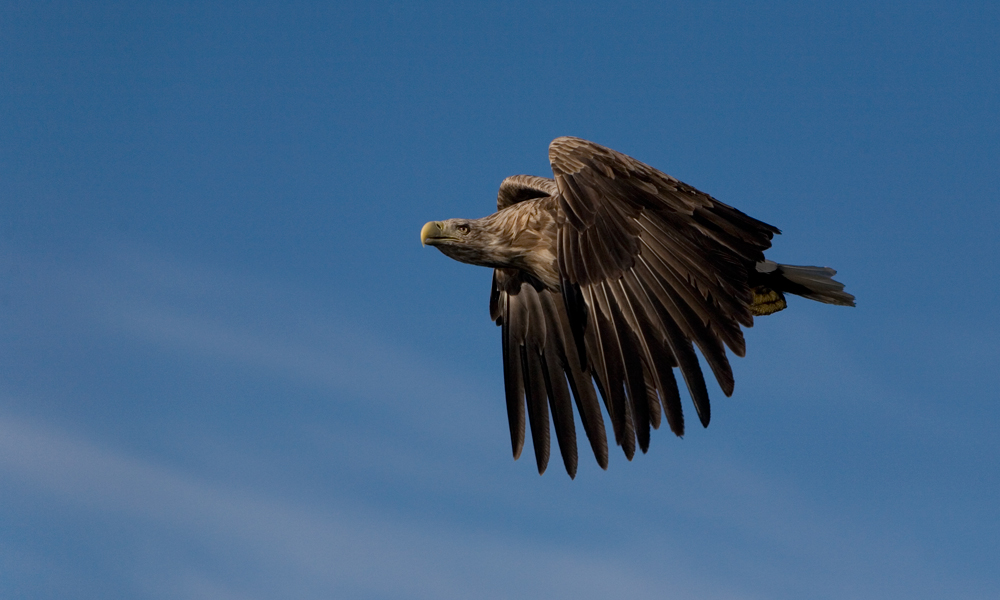 Seeadler Drac