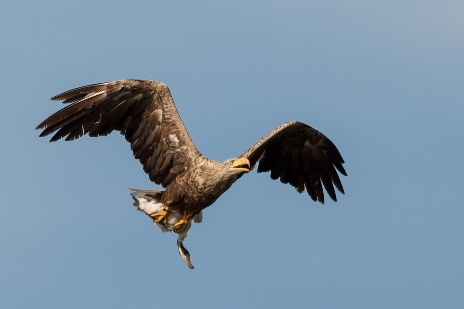 Seeadler Du hast die Gans gestohlen