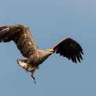 Seeadler Du hast die Gans gestohlen