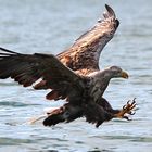 Seeadler