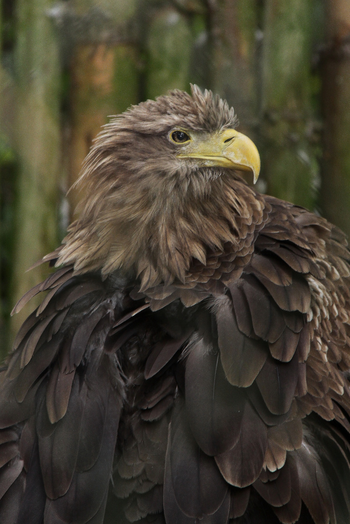 Seeadler