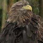 Seeadler