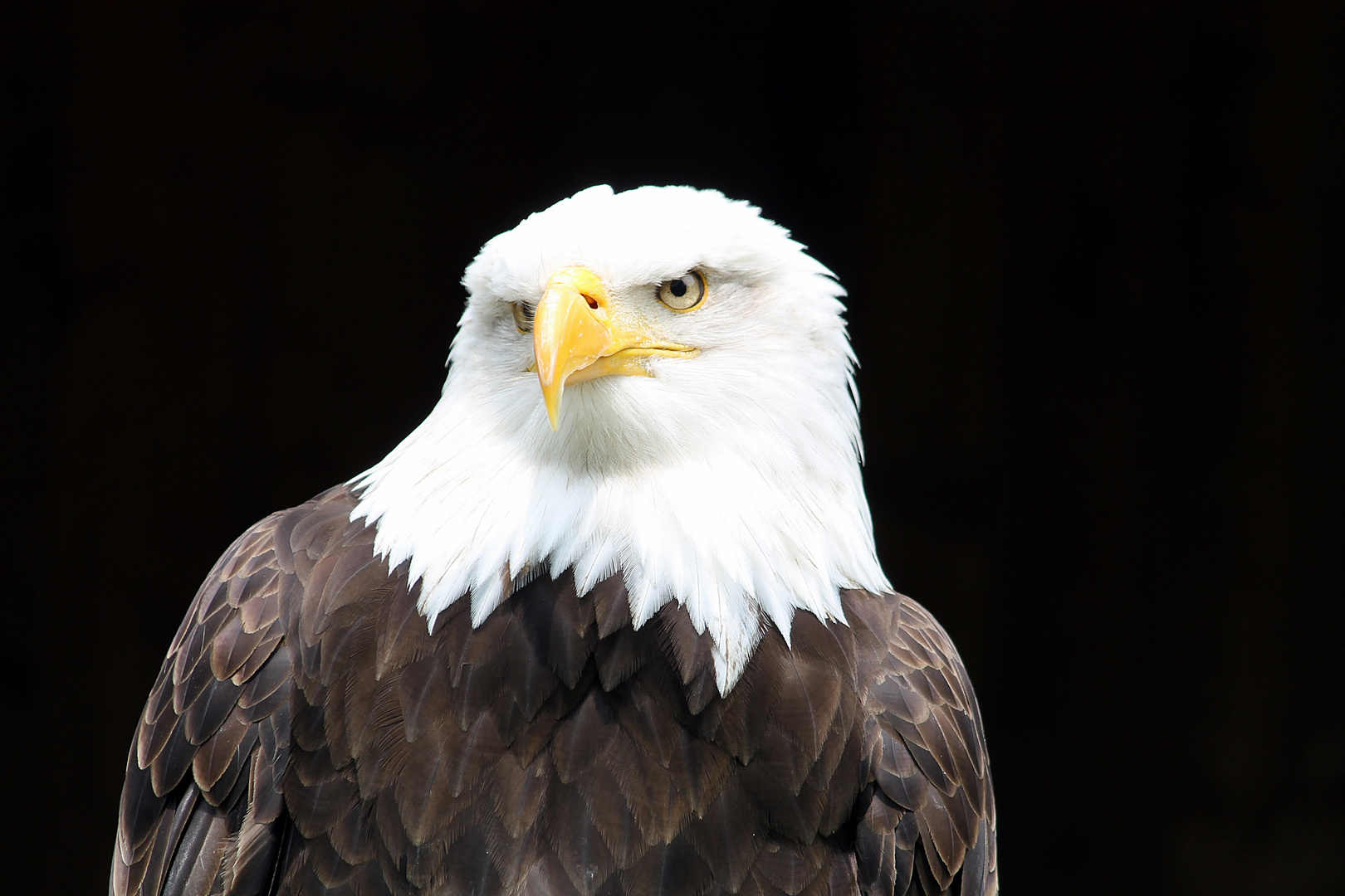 Seeadler