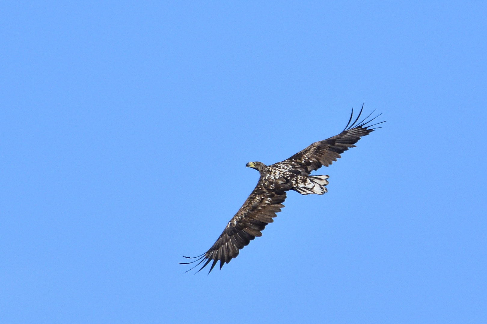 Seeadler