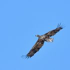 Seeadler