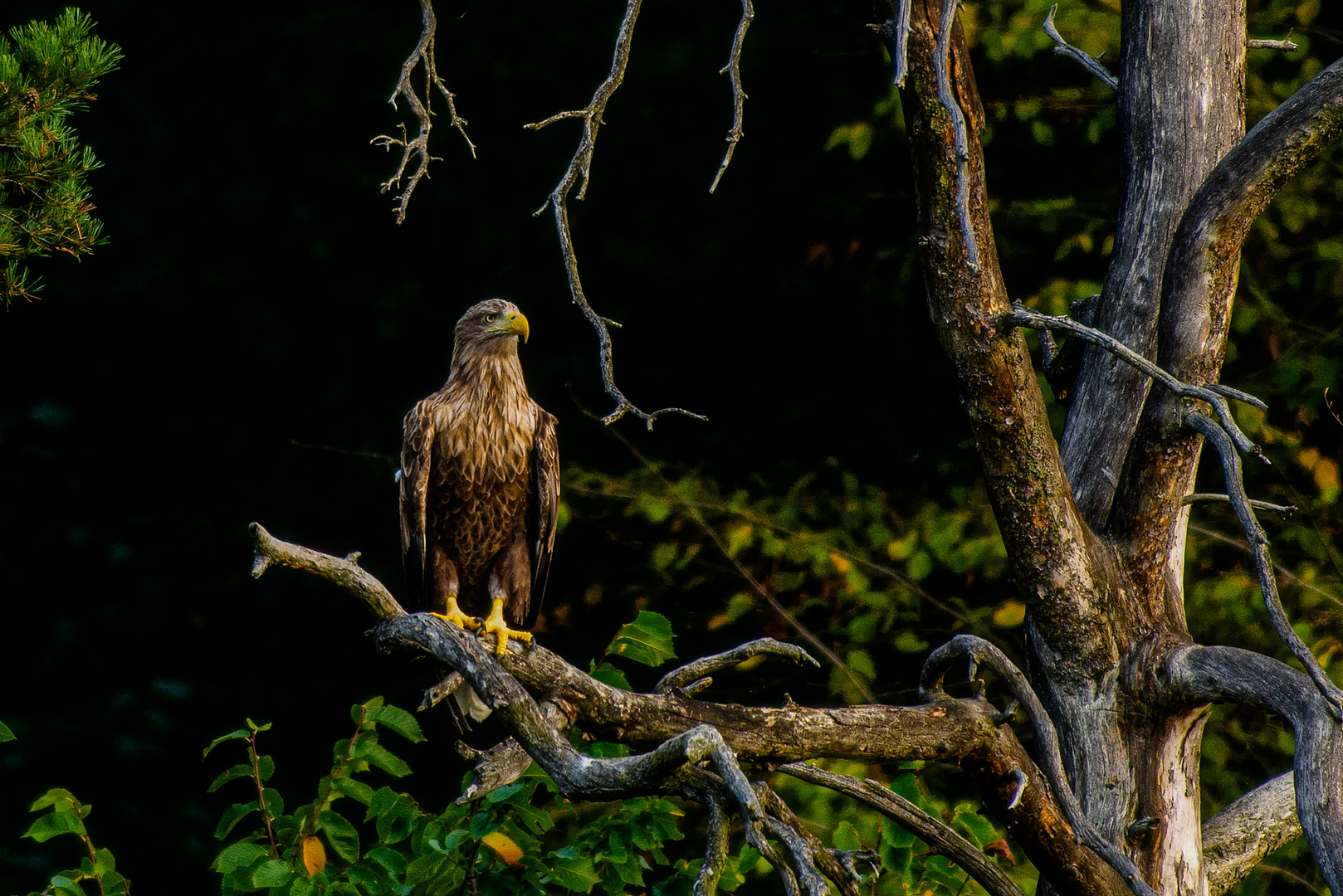 Seeadler