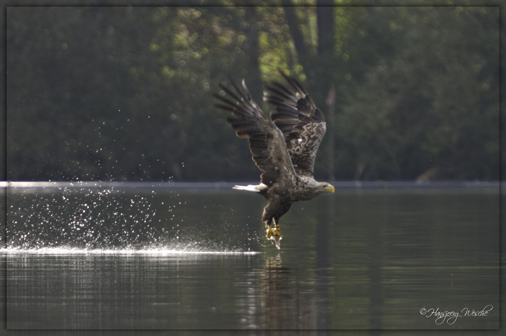 Seeadler_