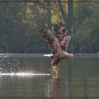 Seeadler_