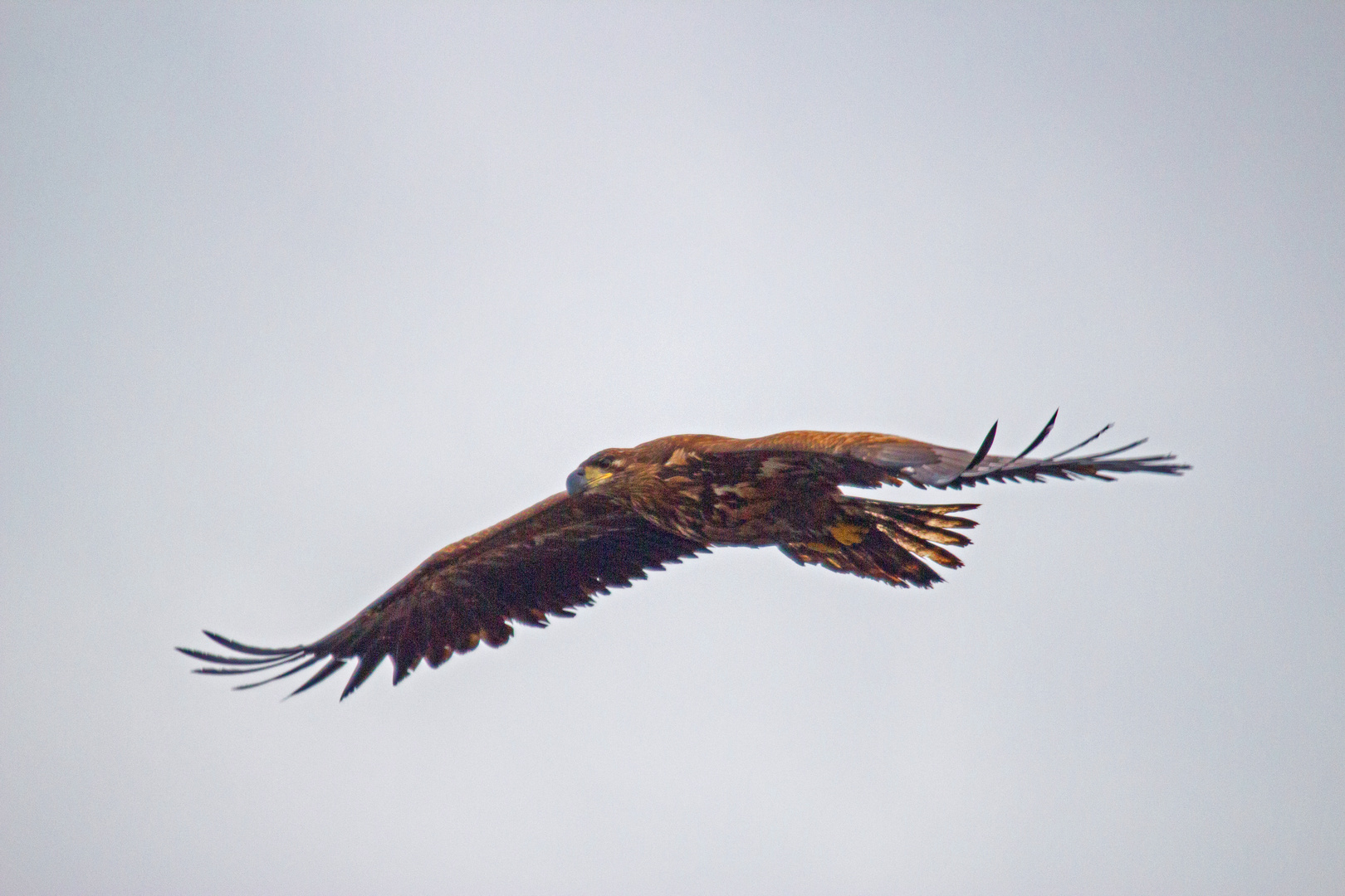 Seeadler