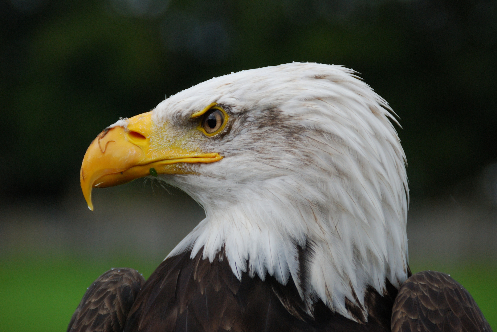 Seeadler