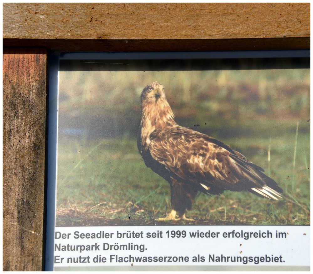 Seeadler