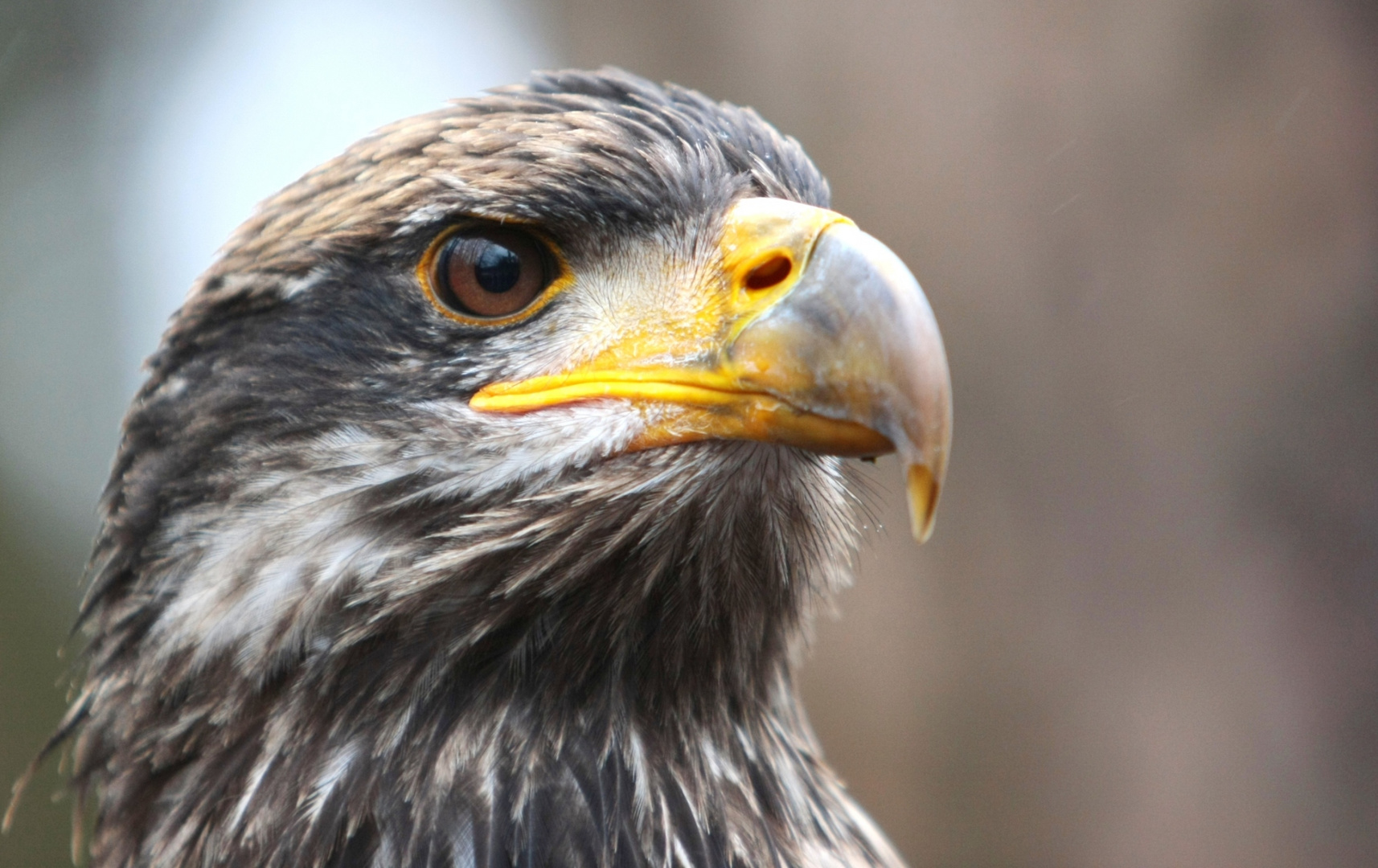 Seeadler