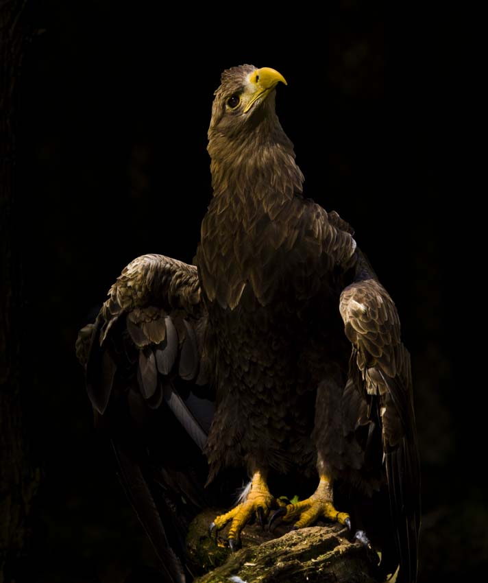 Seeadler