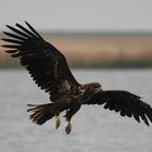 Seeadler