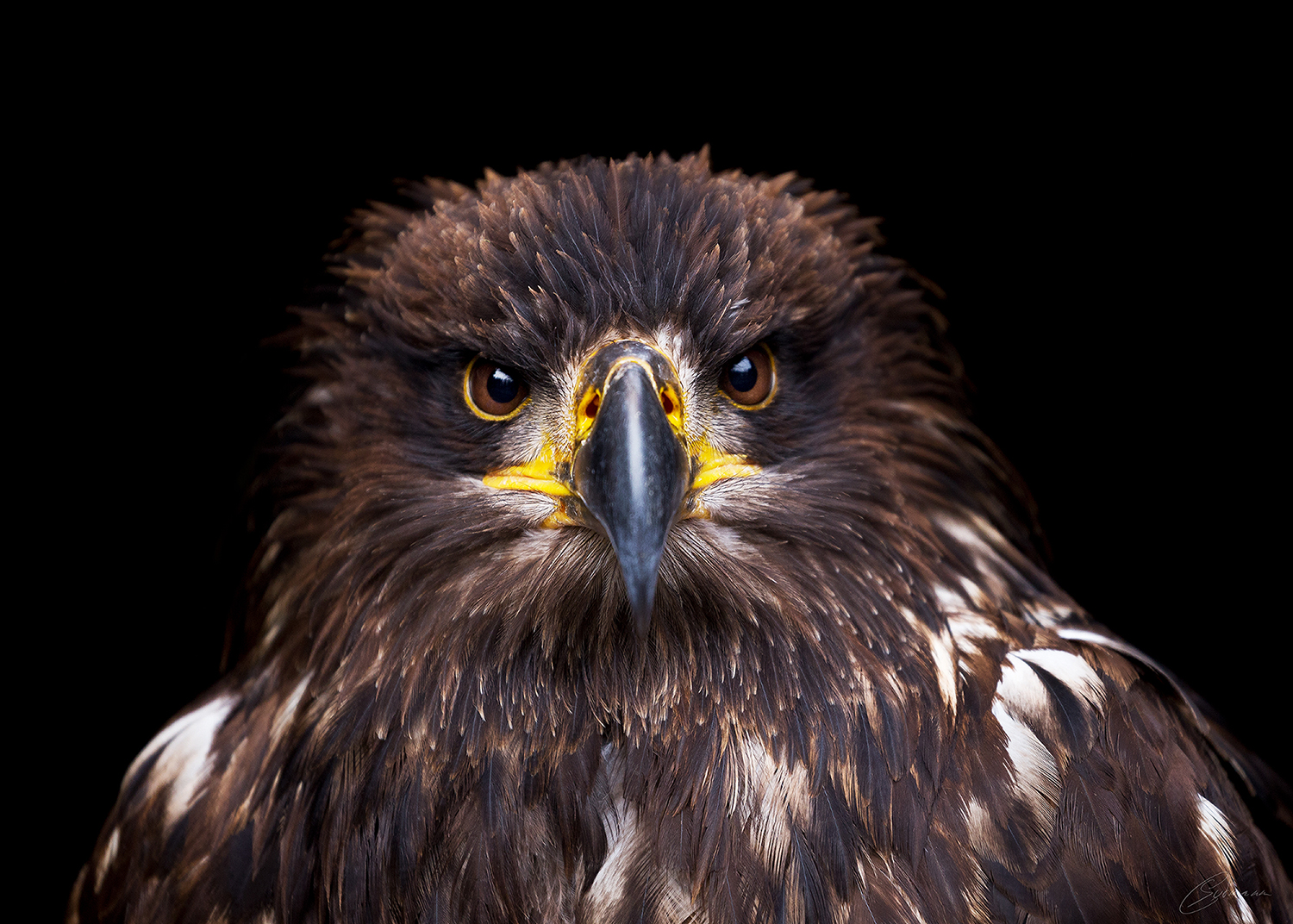 Seeadler