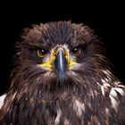 Seeadler