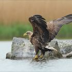 Seeadler