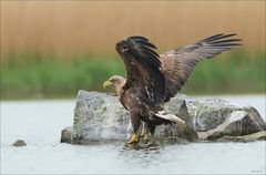 Seeadler