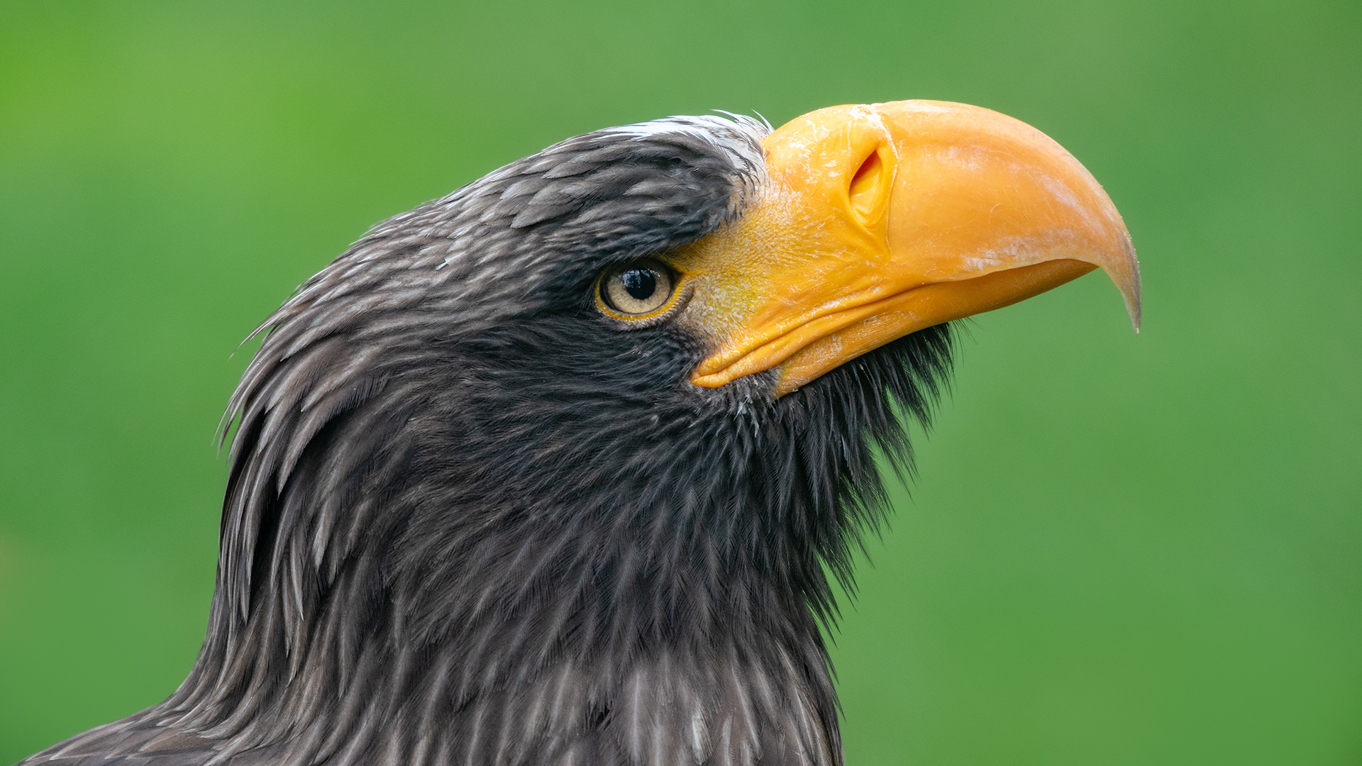 Seeadler