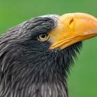 Seeadler