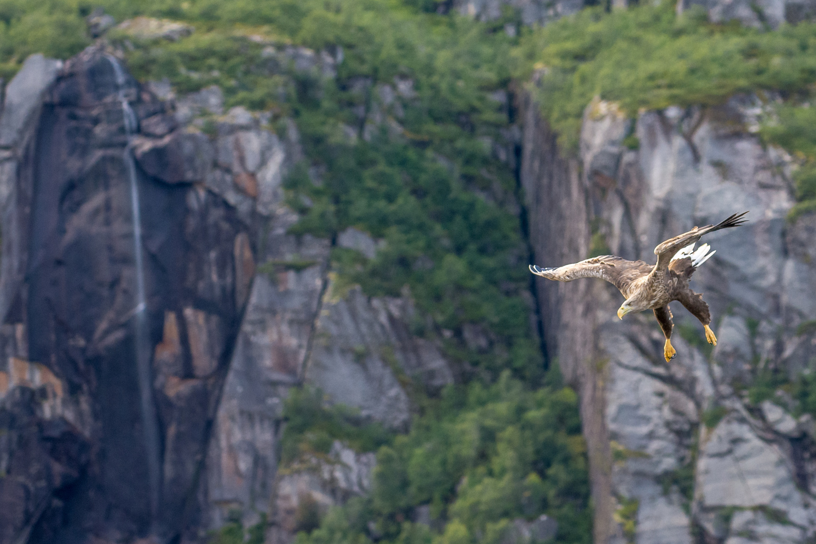 Seeadler