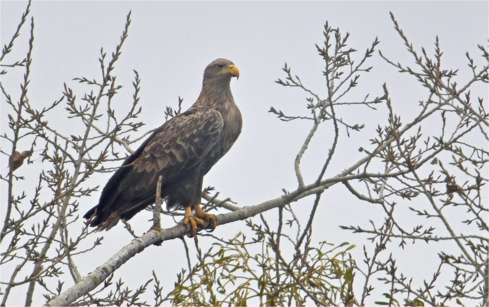 Seeadler